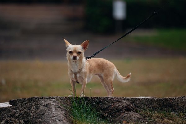 Guide des meilleures prothèses auditives sur rambouillet